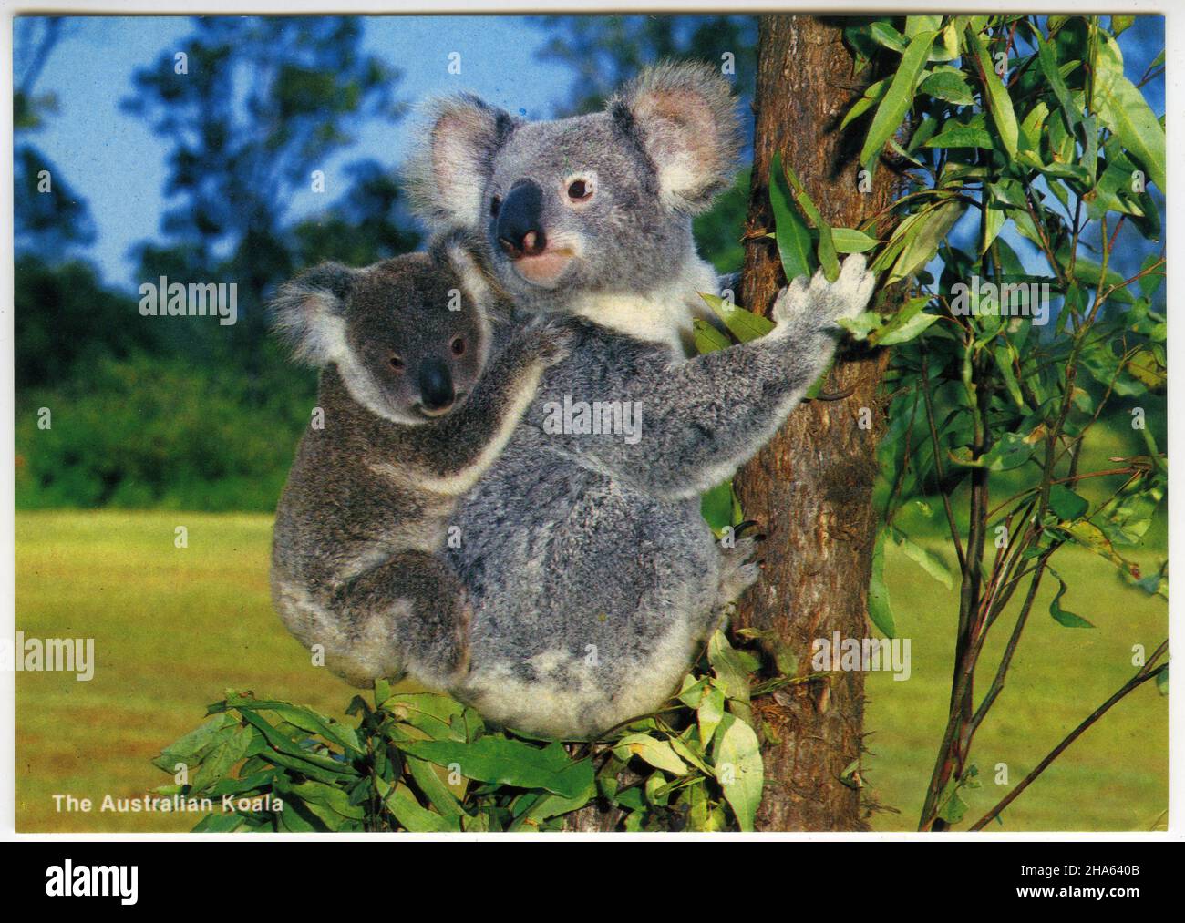 postcard featuring a mother koala and her joey in Australia, circa 1980 Stock Photo