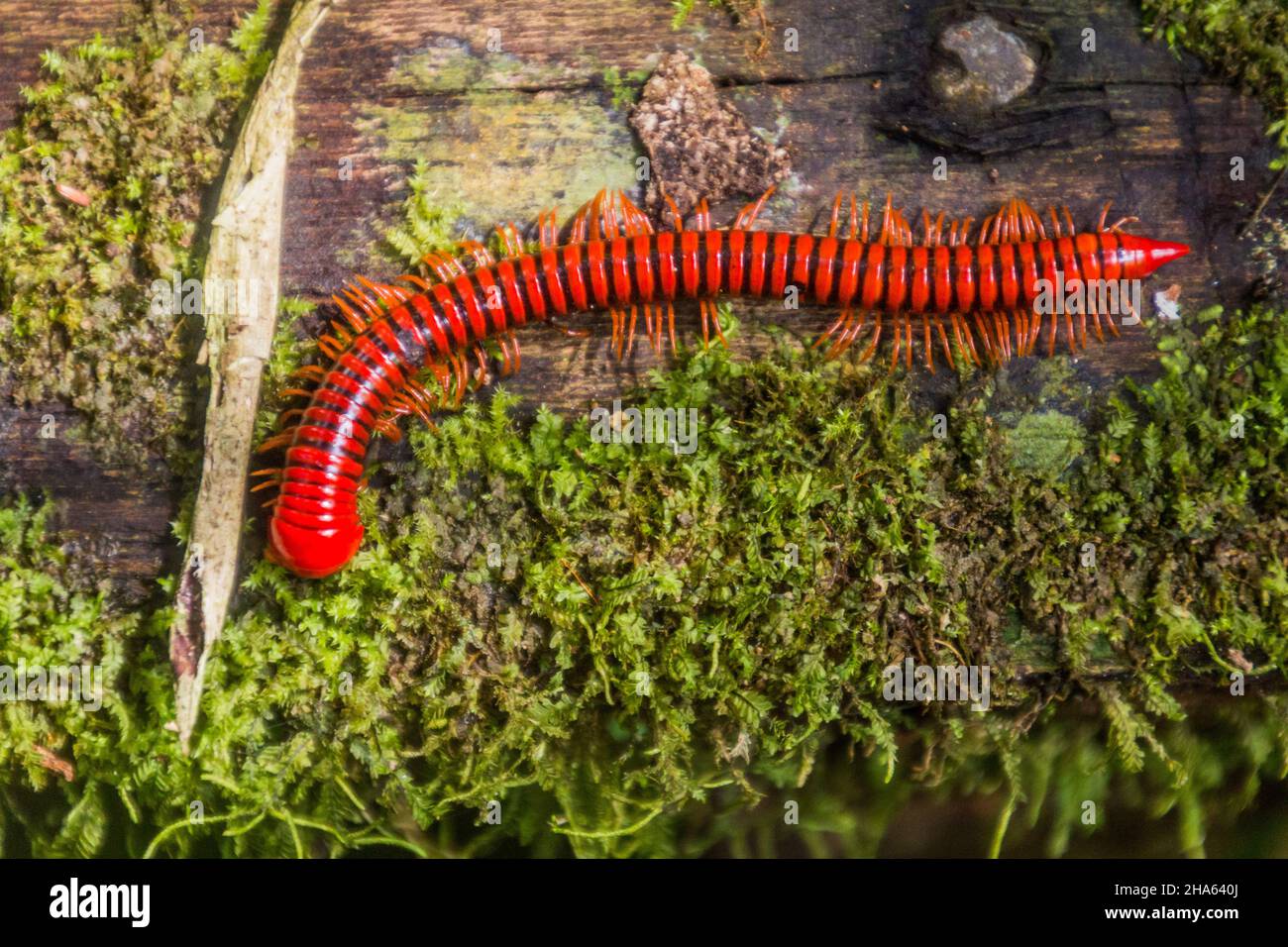 Trachelomegalus millipede in Niah National Park, Malaysia Stock Photo