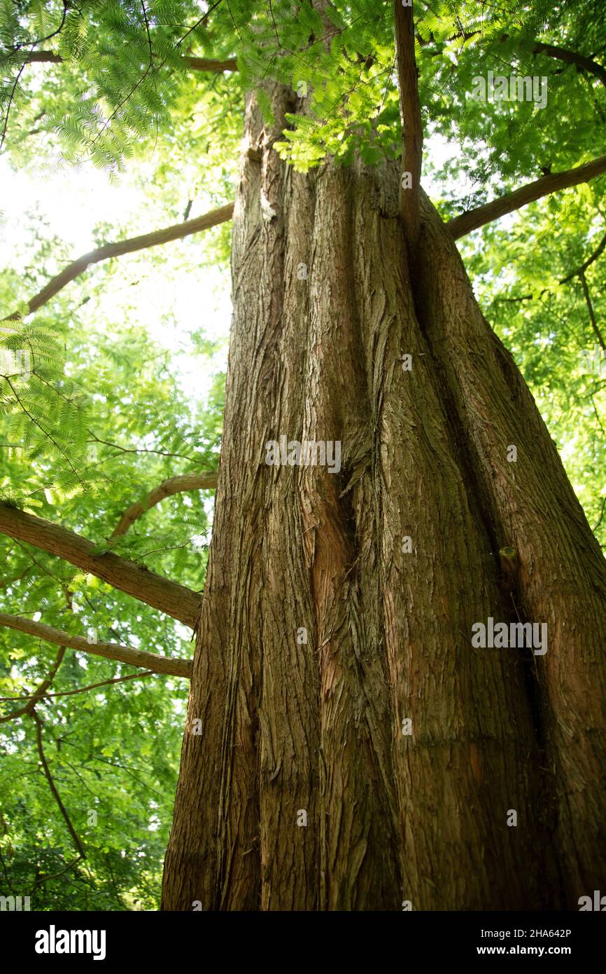 primeval world manmut tree Stock Photo - Alamy