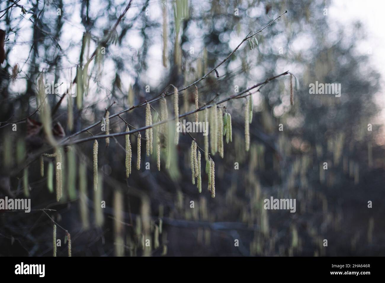 Branch of tree hi-res stock photography and images - Alamy