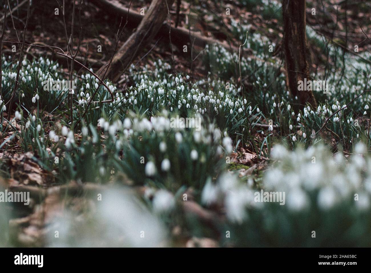 snowdrops Stock Photo