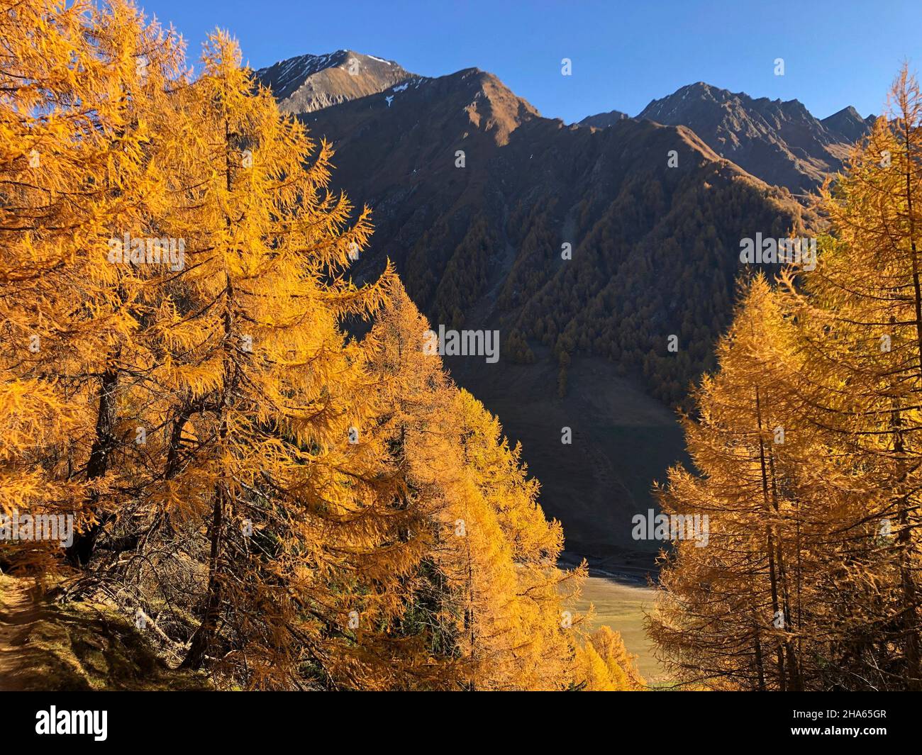 autumn landscape above the fanealm in south tyrol,fane almdorf,malga fane,larches,valsertal,dolomites,brixen,vals,south tyrol,italy Stock Photo