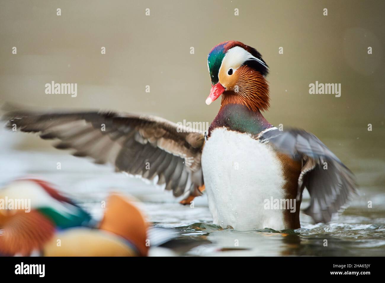 mandarin duck (aix galericulata),turns on a lake,bavaria,germany Stock Photo Alamy