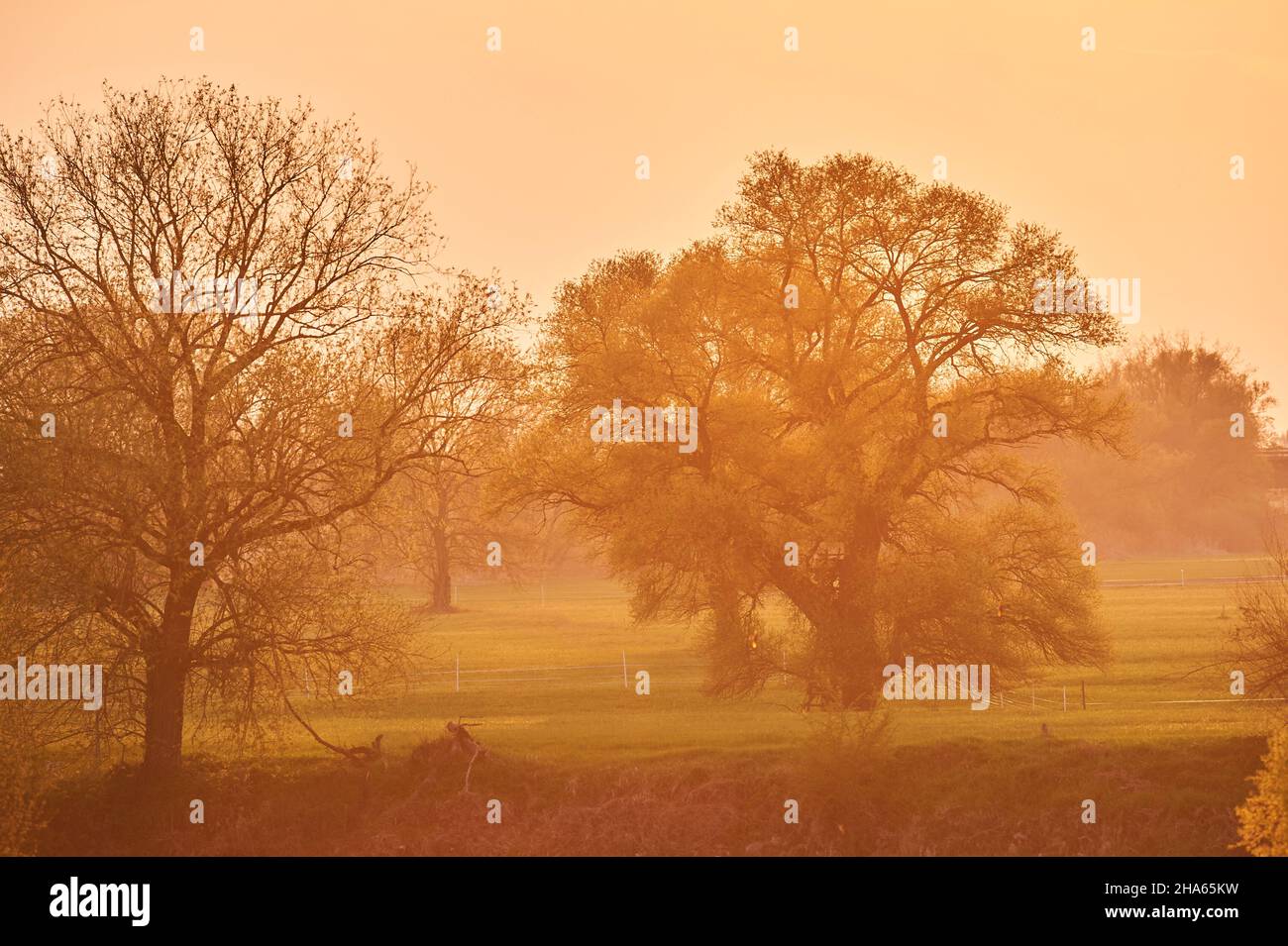 broken willow (salix fragilis) in spring,blooming,bavaria,germany Stock
