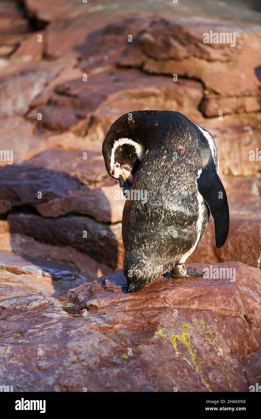 humboldt penguin (spheniscus humboldti) dressing up on a rock,captive,germany Stock Photo