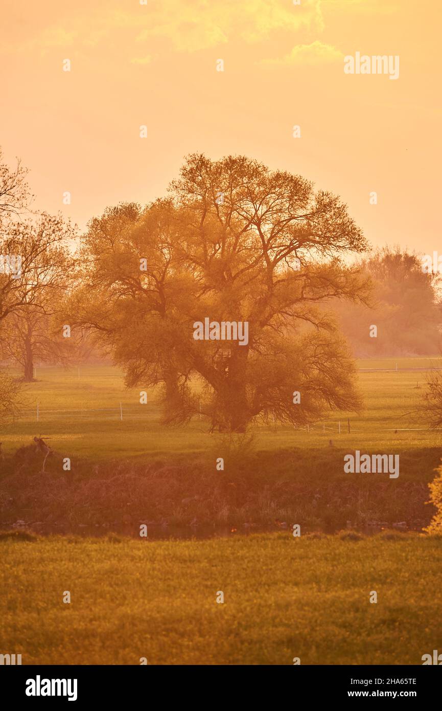Broken willow salix fragilis in spring hires stock photography and