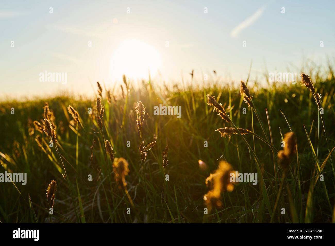 grass bloom,blooming,sunset,bavaria,germany Stock Photo