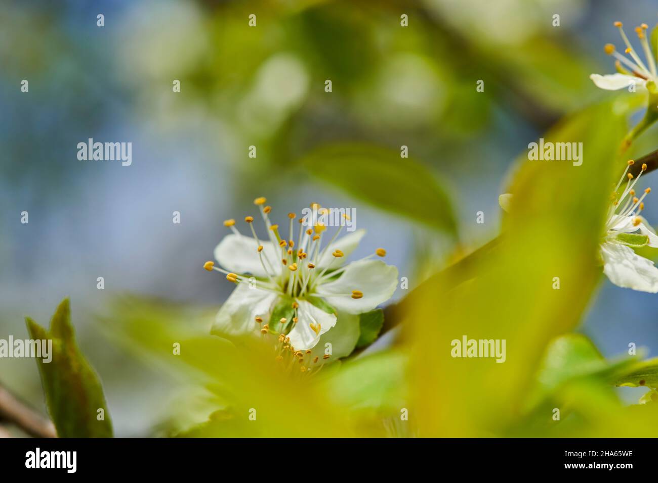 plum (prunus domestica),blossom in spring,bavaria,germany Stock Photo