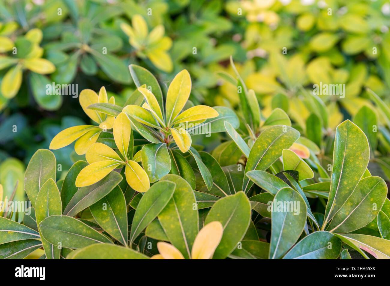 Close-up schefflera green foliage plant background. Selective focus Stock Photo