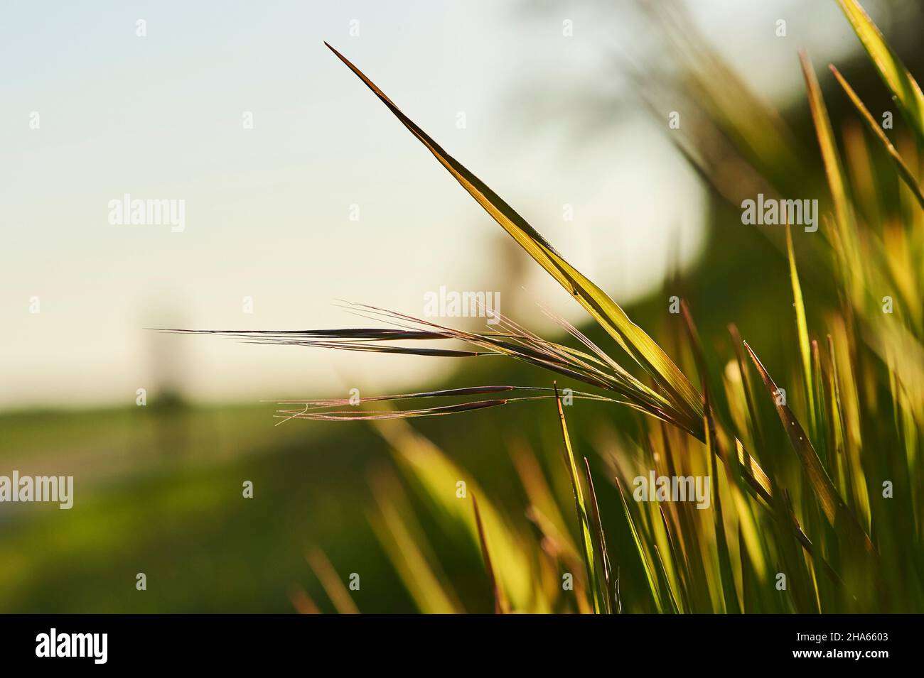 large-eared bromide (bromus diandrus),grass,evening light,growing,bavaria,germany Stock Photo
