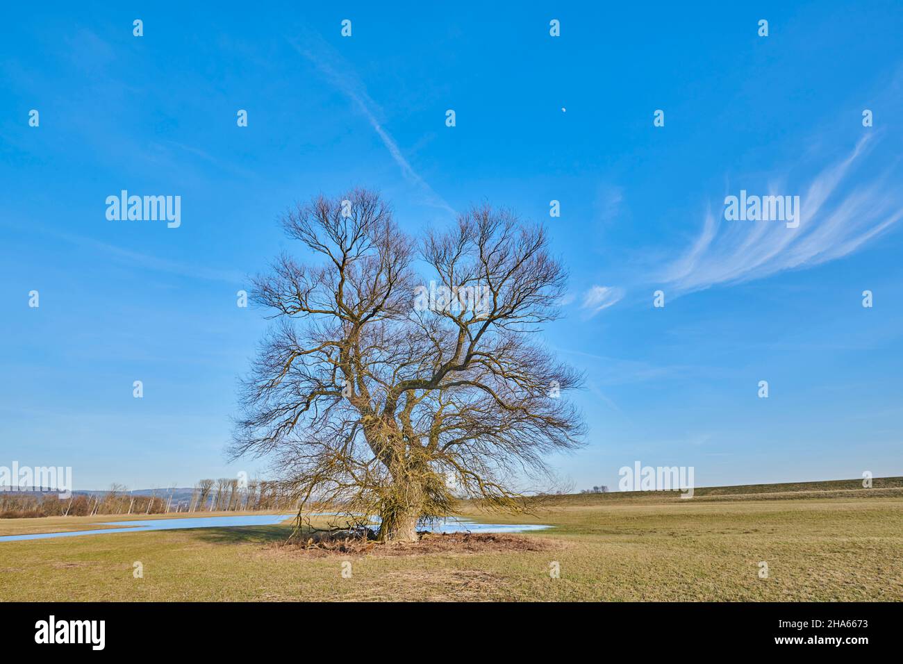 broken willow (salix fragilis),upper palatinate,bavaria,germany Stock
