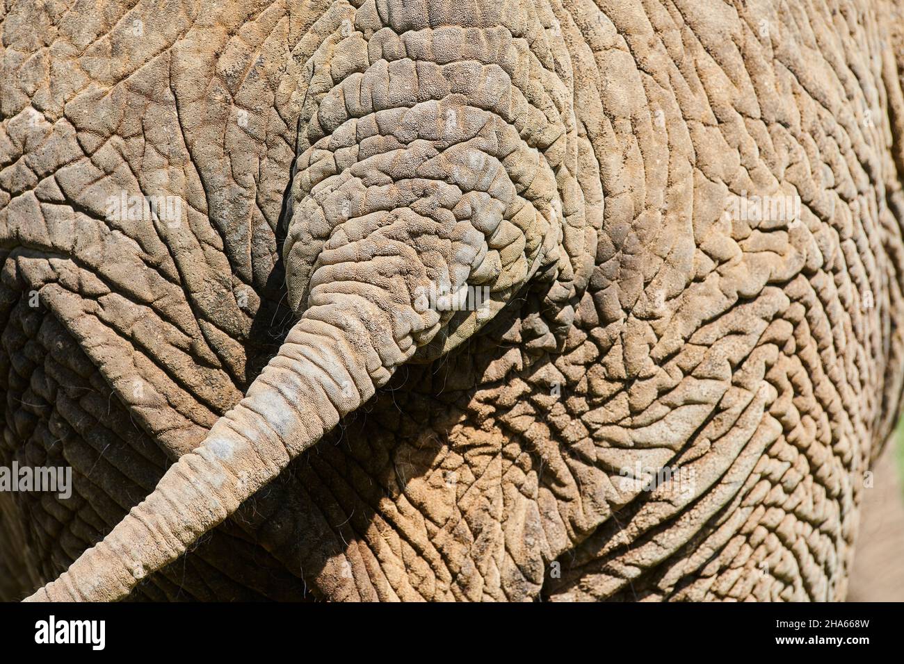 asiatic elephant (elephas maximus),close-up Stock Photo