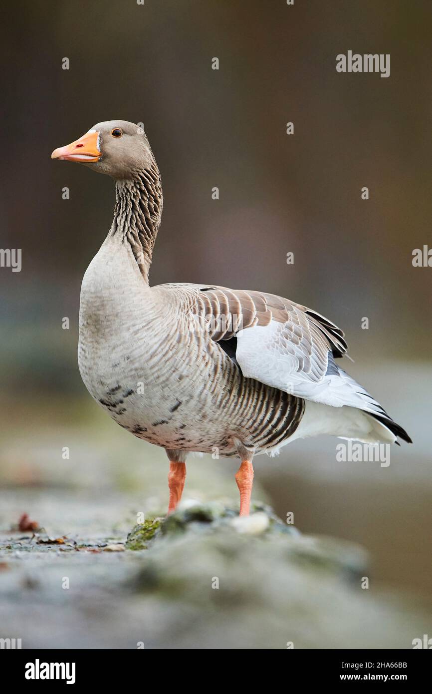 greylag goose (anser anser),standing,bavaria,germany Stock Photo