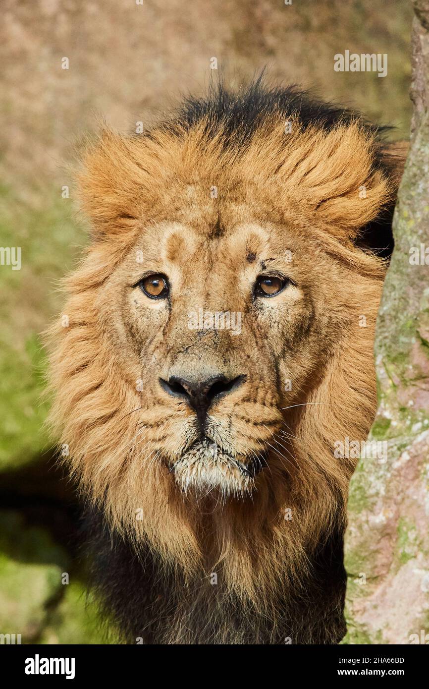 asiatic lion (panthera leo persica),male,portrait,frontal,looking camera Stock Photo