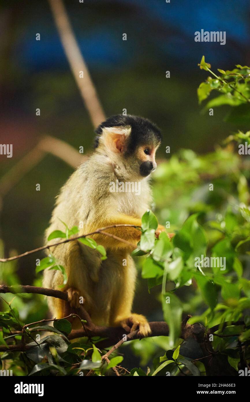 common squirrel monkey (saimiri sciureus),branch,side,sitting Stock Photo
