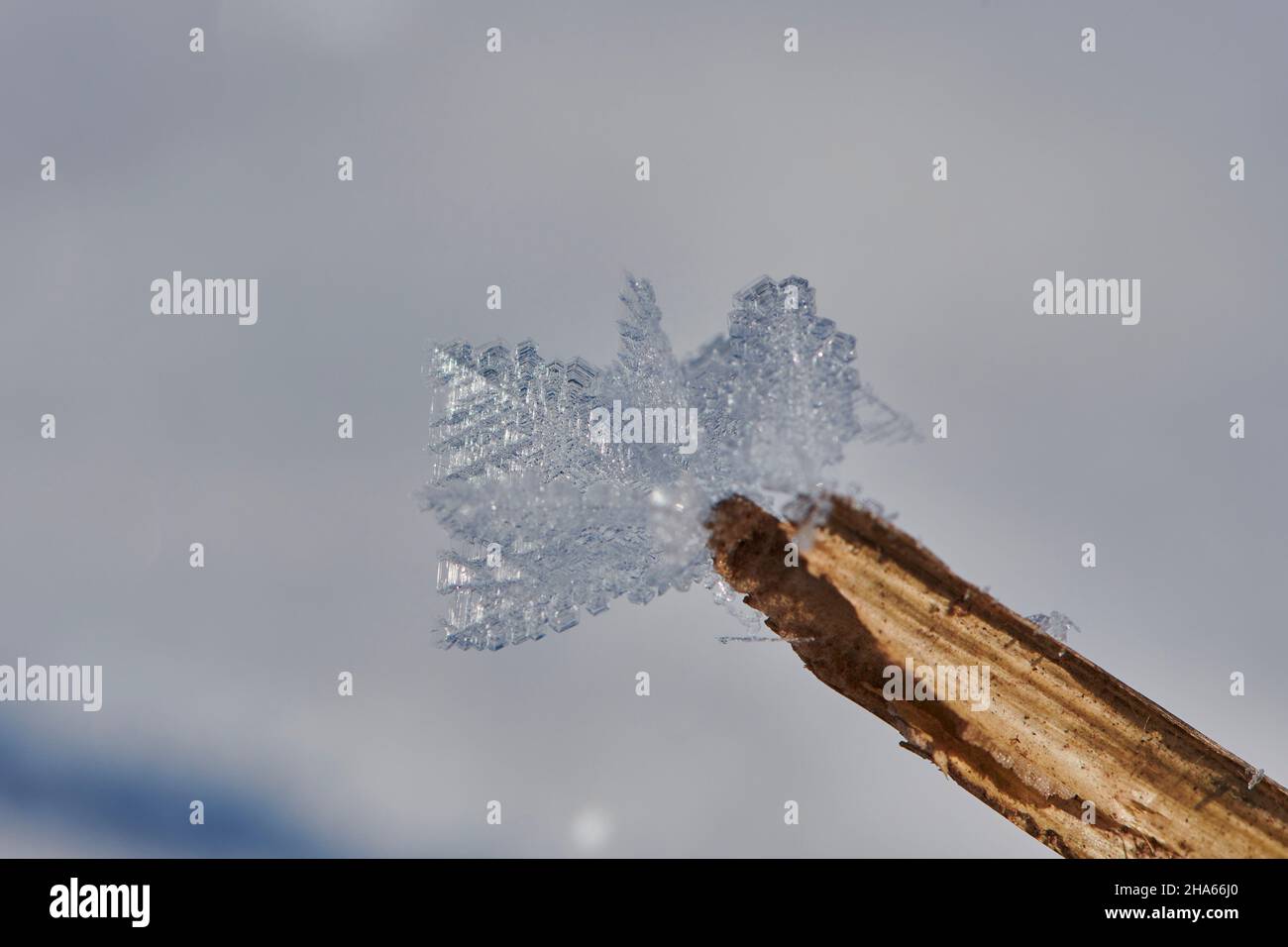 ice crystals on plant remains,bavaria,germany Stock Photo