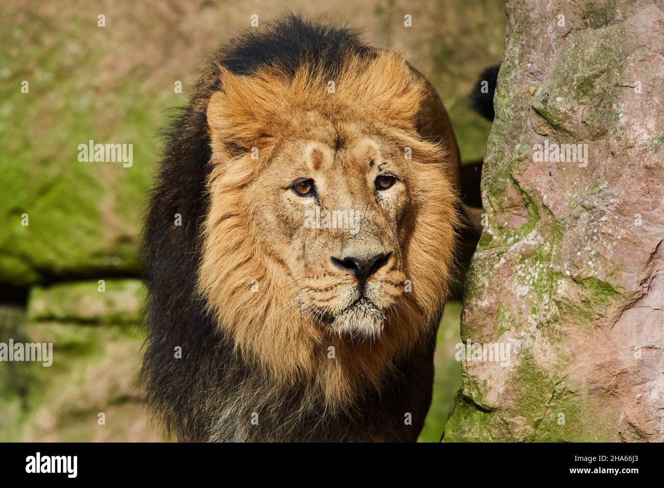 asiatic lion (panthera leo persica),male,portrait,frontal,looking camera Stock Photo