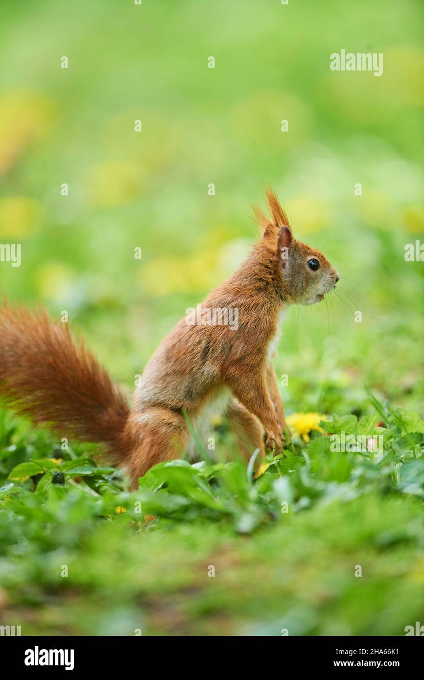 eurasian red squirrel (sciurus vulgaris),forest floor,sideways,sitting Stock Photo