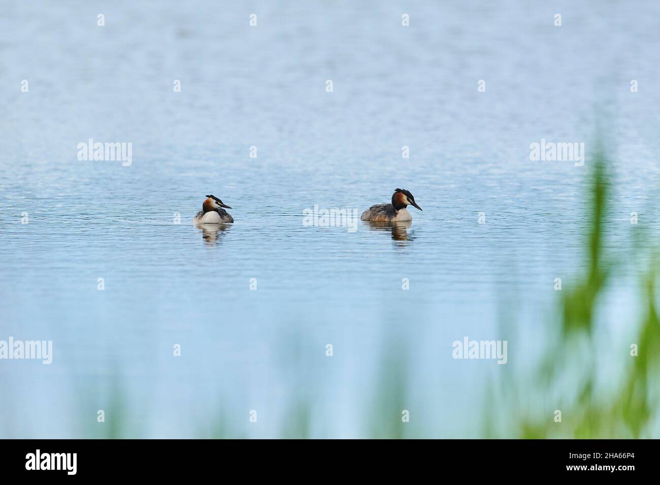 great crested grebe (podiceps cristatus) in magnificent dress swimming on a lake,bavaria,germany Stock Photo