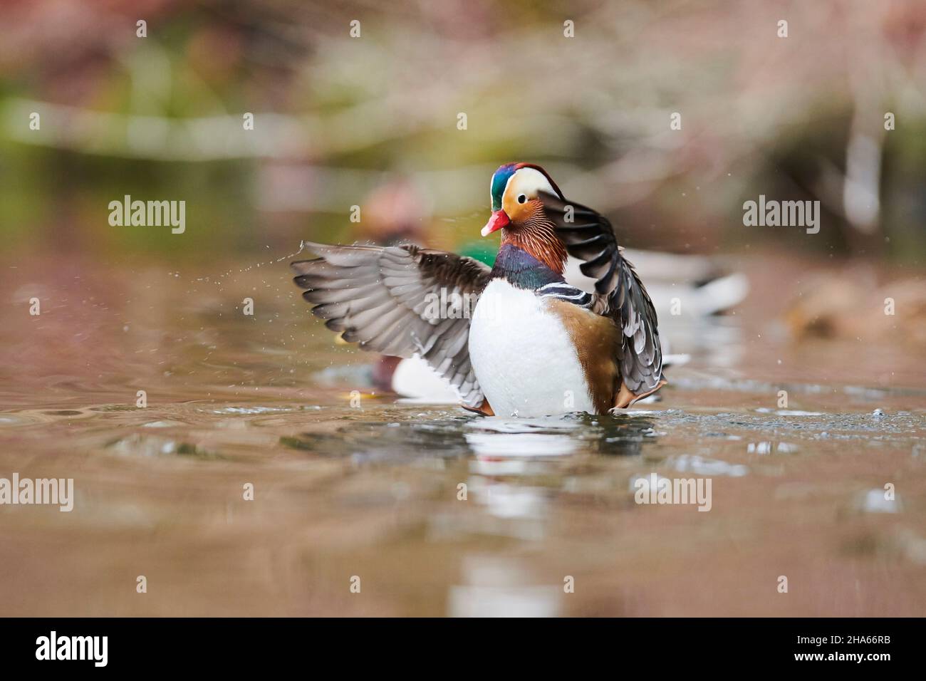 mandarin duck (aix galericulata),turns on a lake,bavaria,germany Stock Photo Alamy