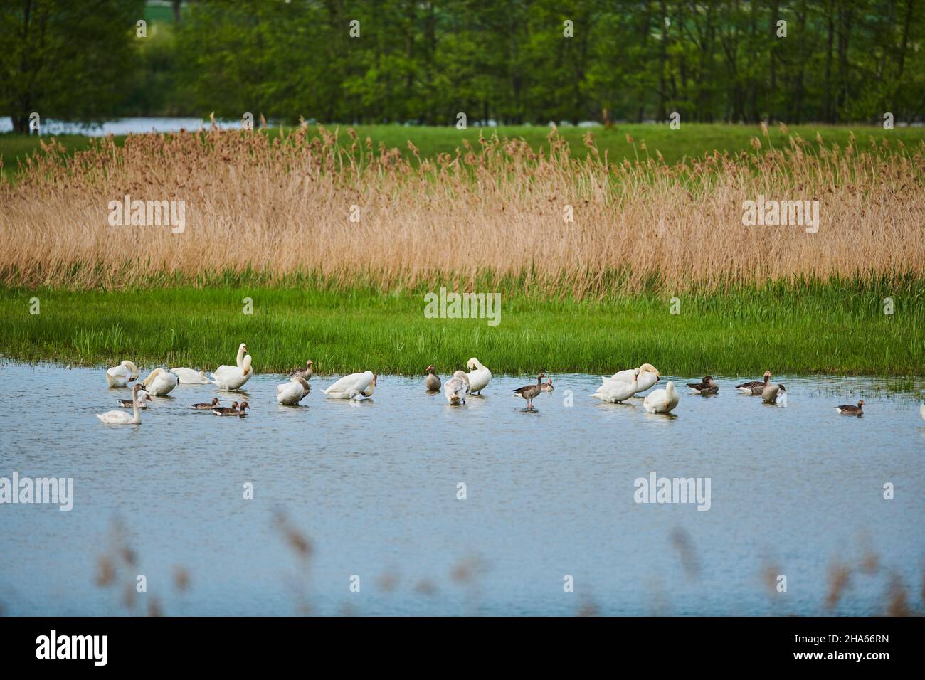 mute swan (cygnus olor),standing with other waterfowl at the water's edge,bavaria,germany Stock Photo