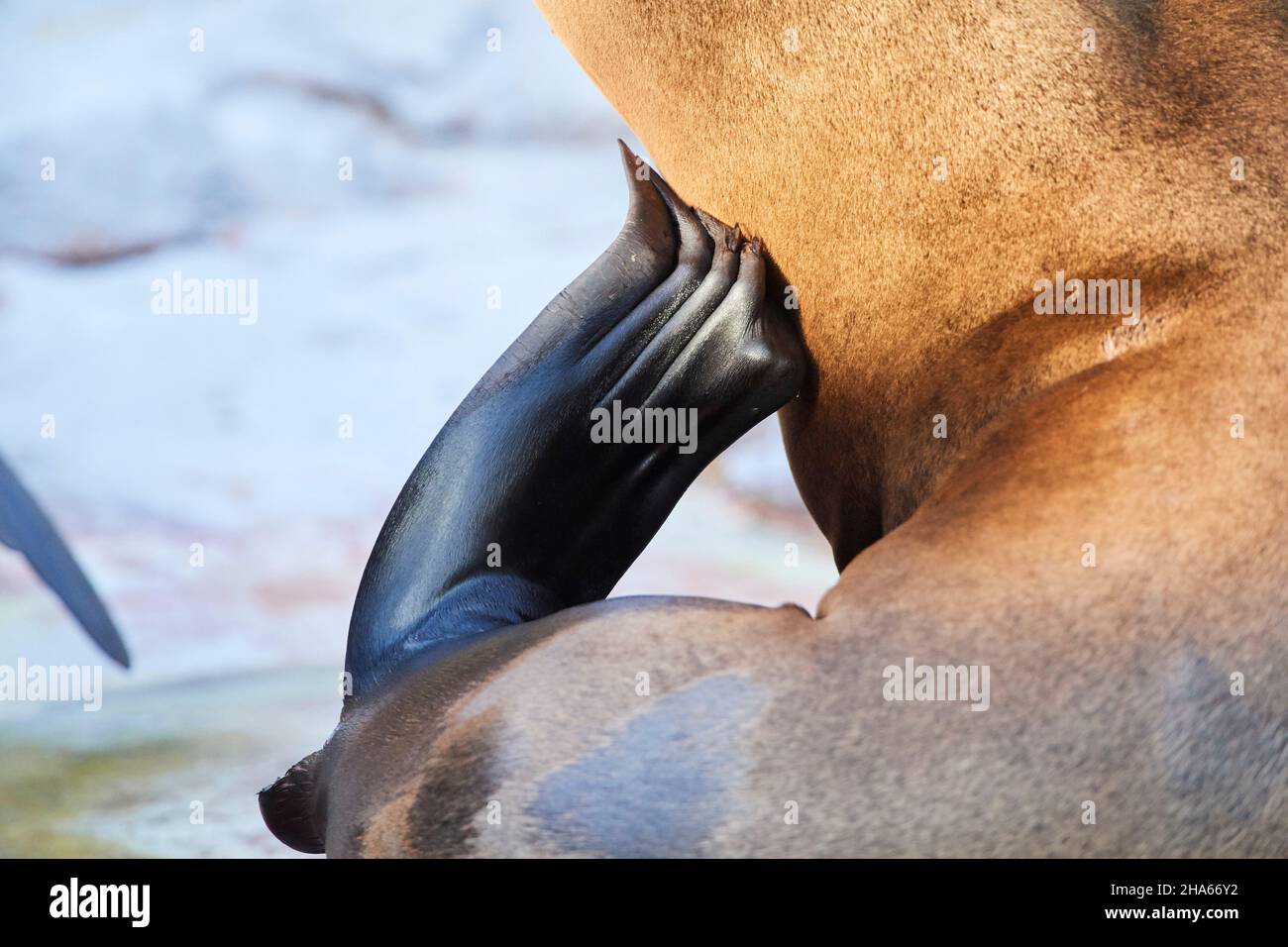 california sea lion (zalophus californianus),shore,lying Stock Photo