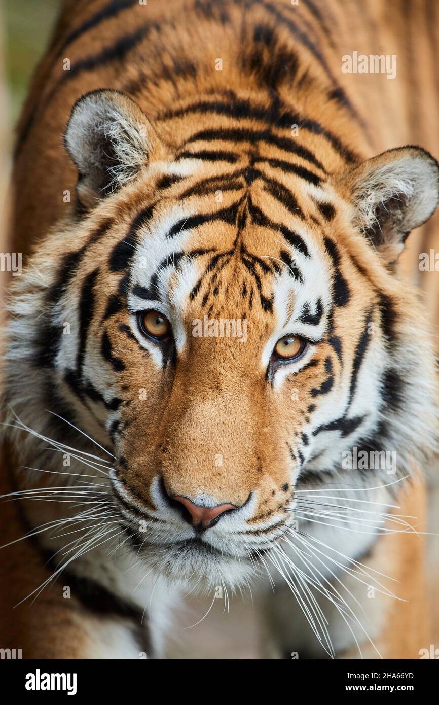 siberian tiger (panthera tigris altaica),portrait,looking camera Stock Photo
