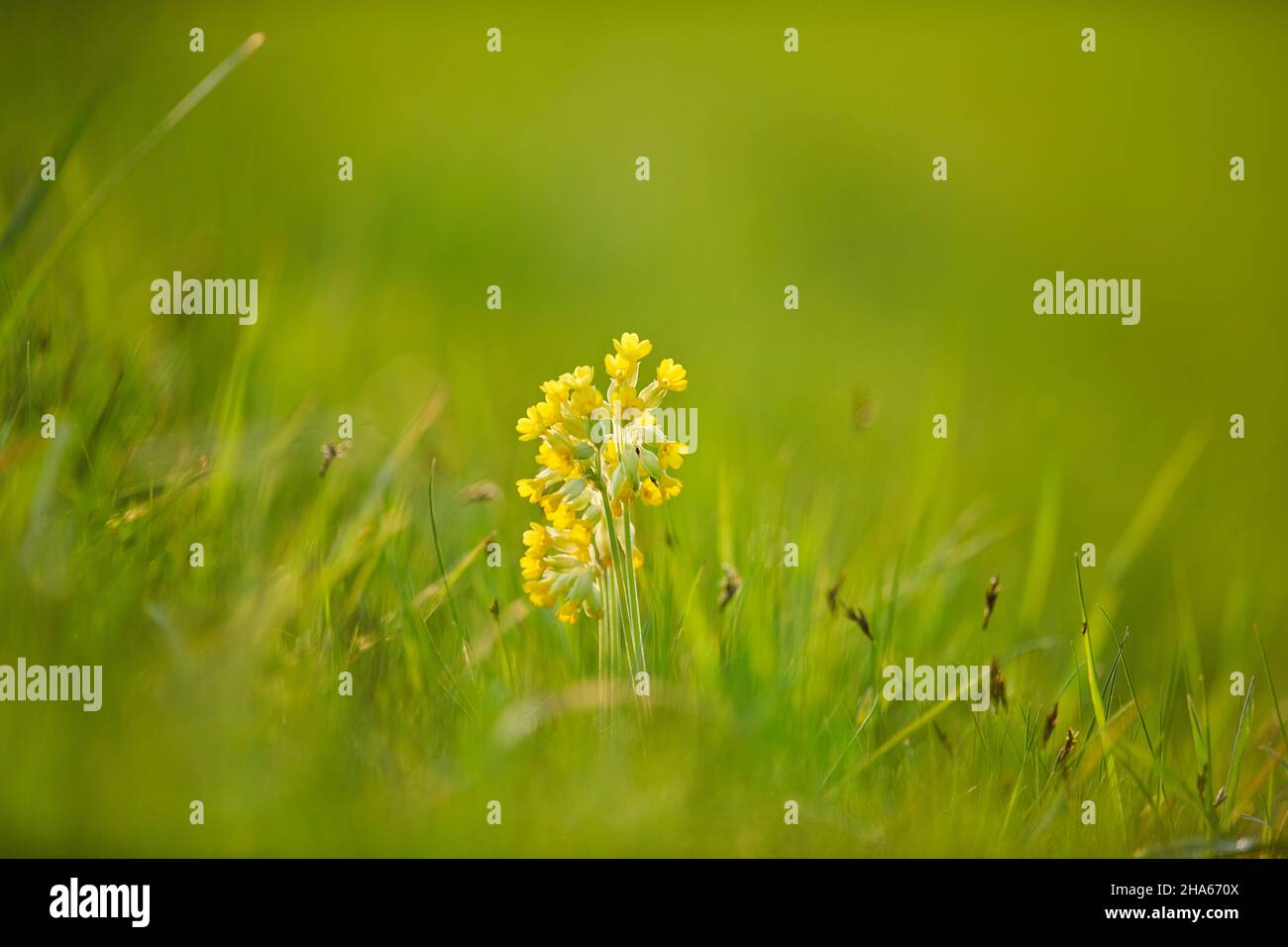 real cowslip (primula veris) or cowslip in bloom,bavaria,germany Stock Photo