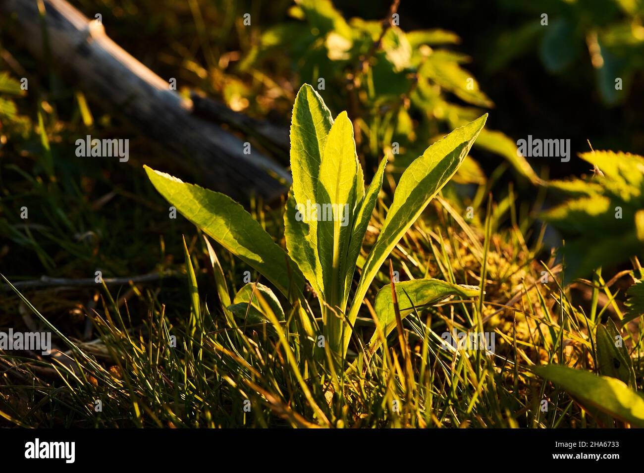 canadian goldenrod (solidago canadensis),leaves,young plant,bavaria,germany Stock Photo