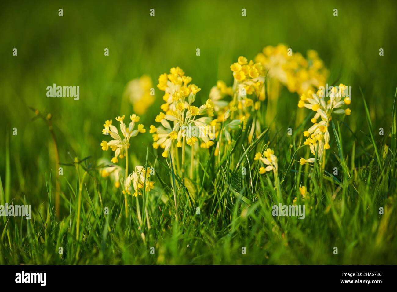 real cowslip (primula veris) or cowslip in bloom,bavaria,germany Stock Photo