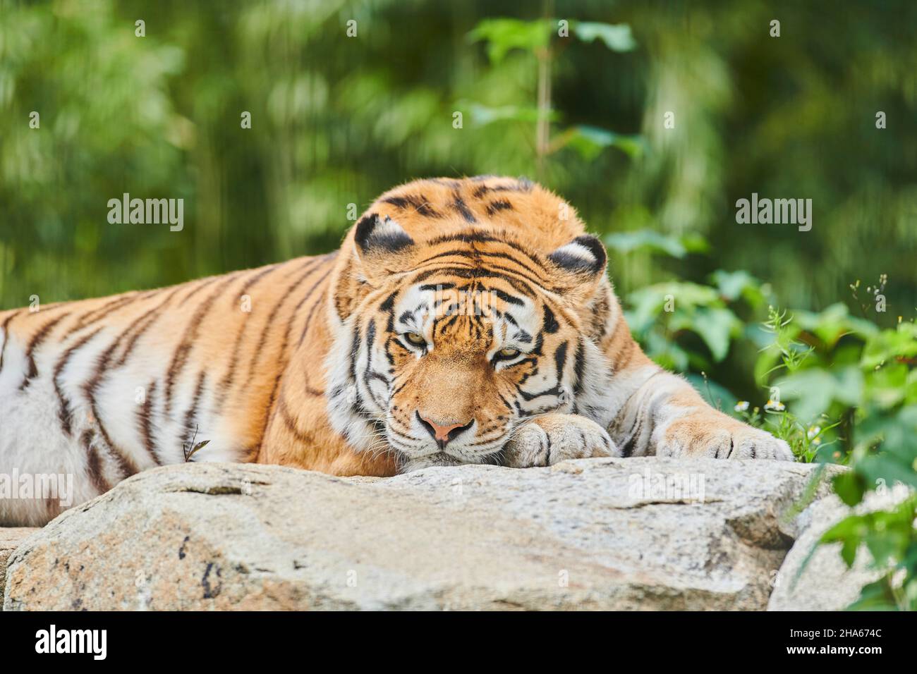 siberian tiger (panthera tigris altaica),frontal,lying Stock Photo - Alamy