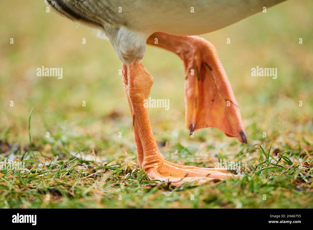 greylag goose (anser anser),detail,feet,walking,bavaria,germany Stock