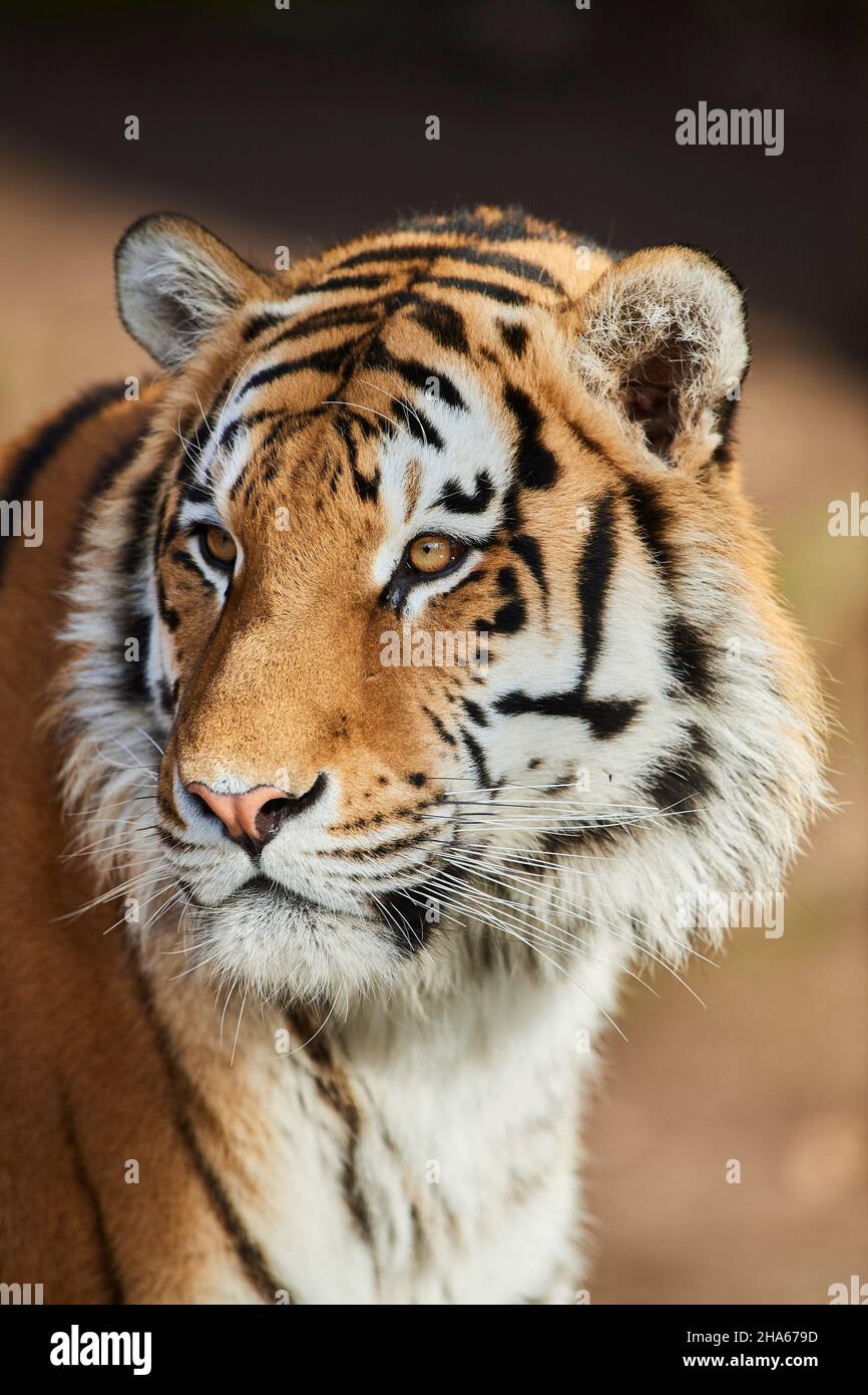 siberian tiger (panthera tigris altaica),portrait,looking camera Stock Photo