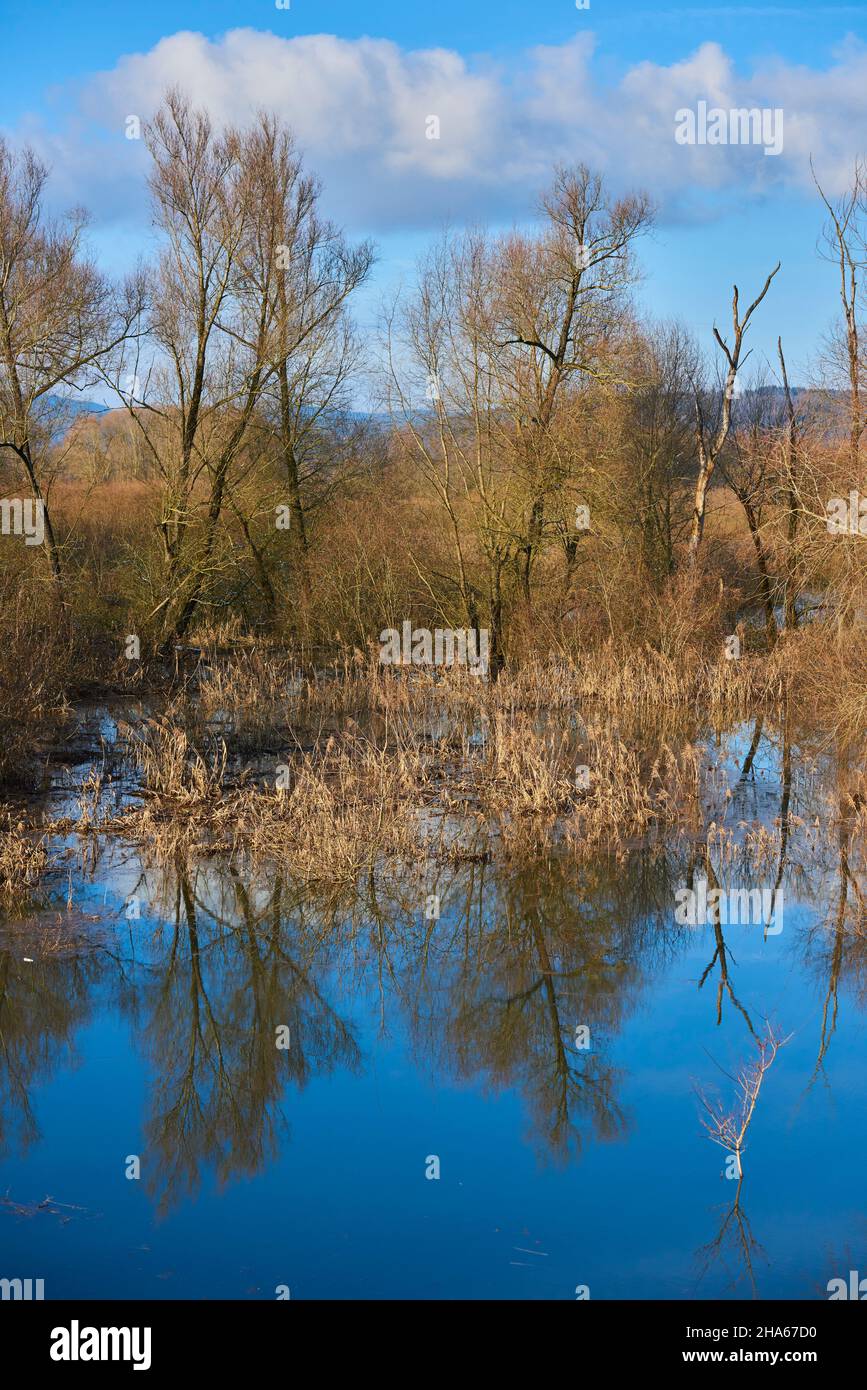 bruch willow (salix fragilis) danube oxbow lake,bavaria,germany Stock Photo