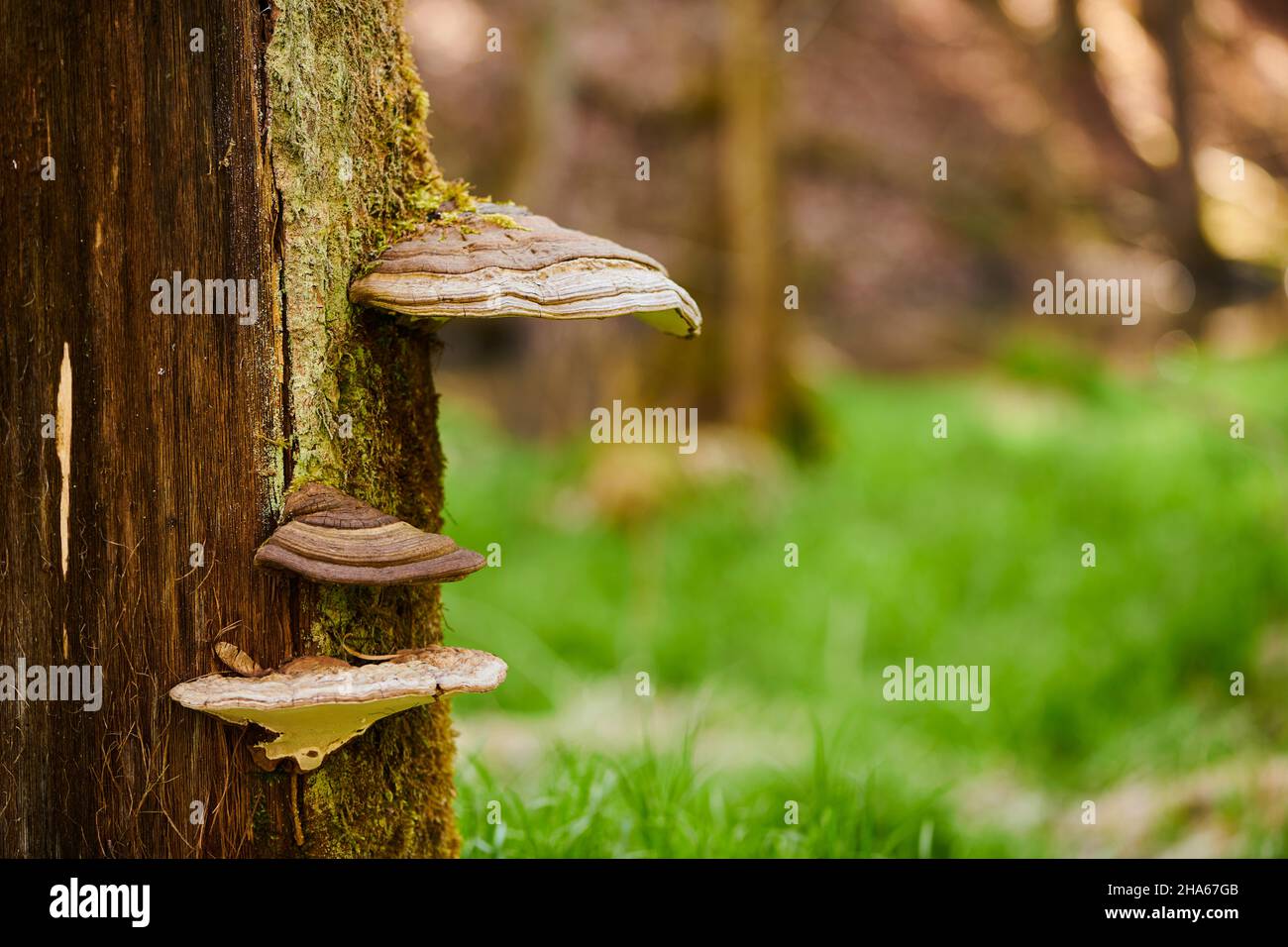 tinder fungus (fomes fomentarius) on a dead beech trunk (fagus),bavaria,germany,europe Stock Photo