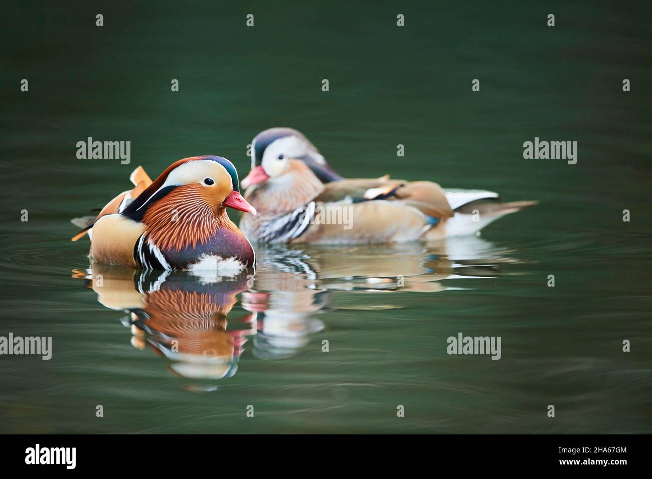 mandarin duck (aix galericulata),swims on a lake,bavaria,germany Stock Photo Alamy