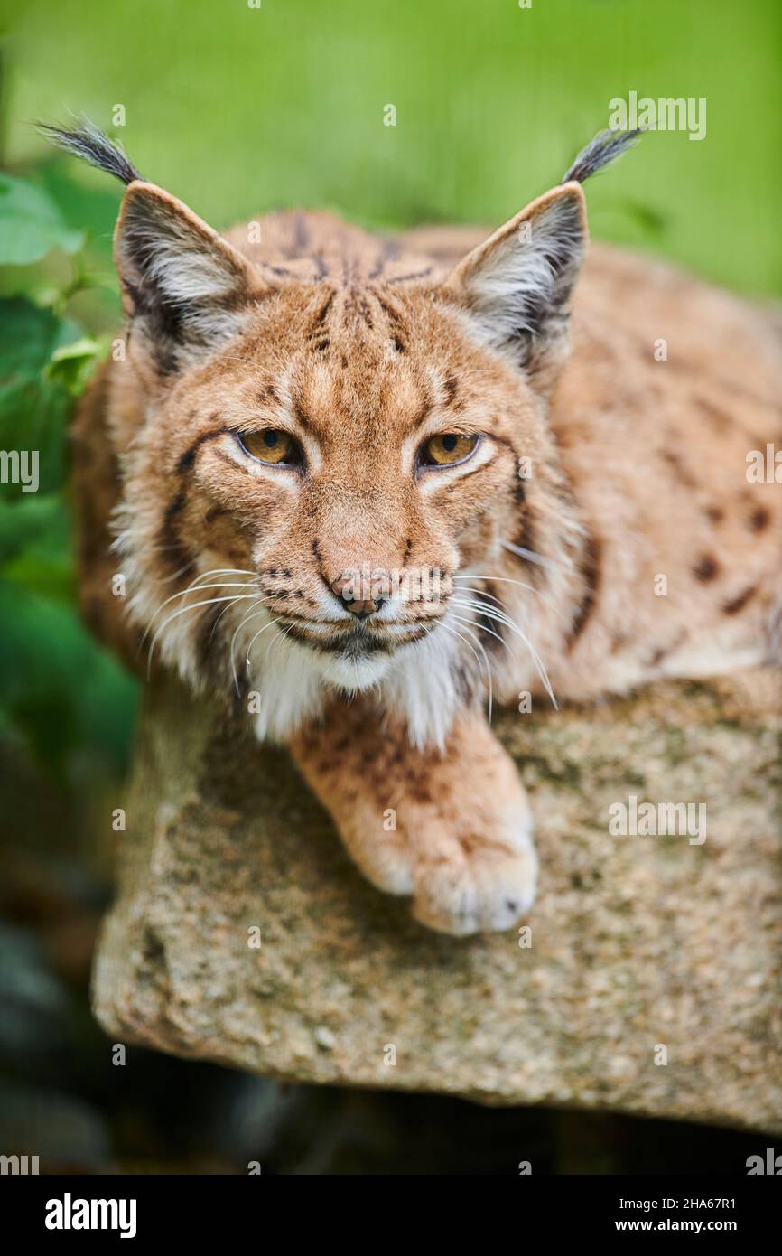 eurasian lynx (lynx lynx),forest clearing,lying,gaze camera Stock Photo ...