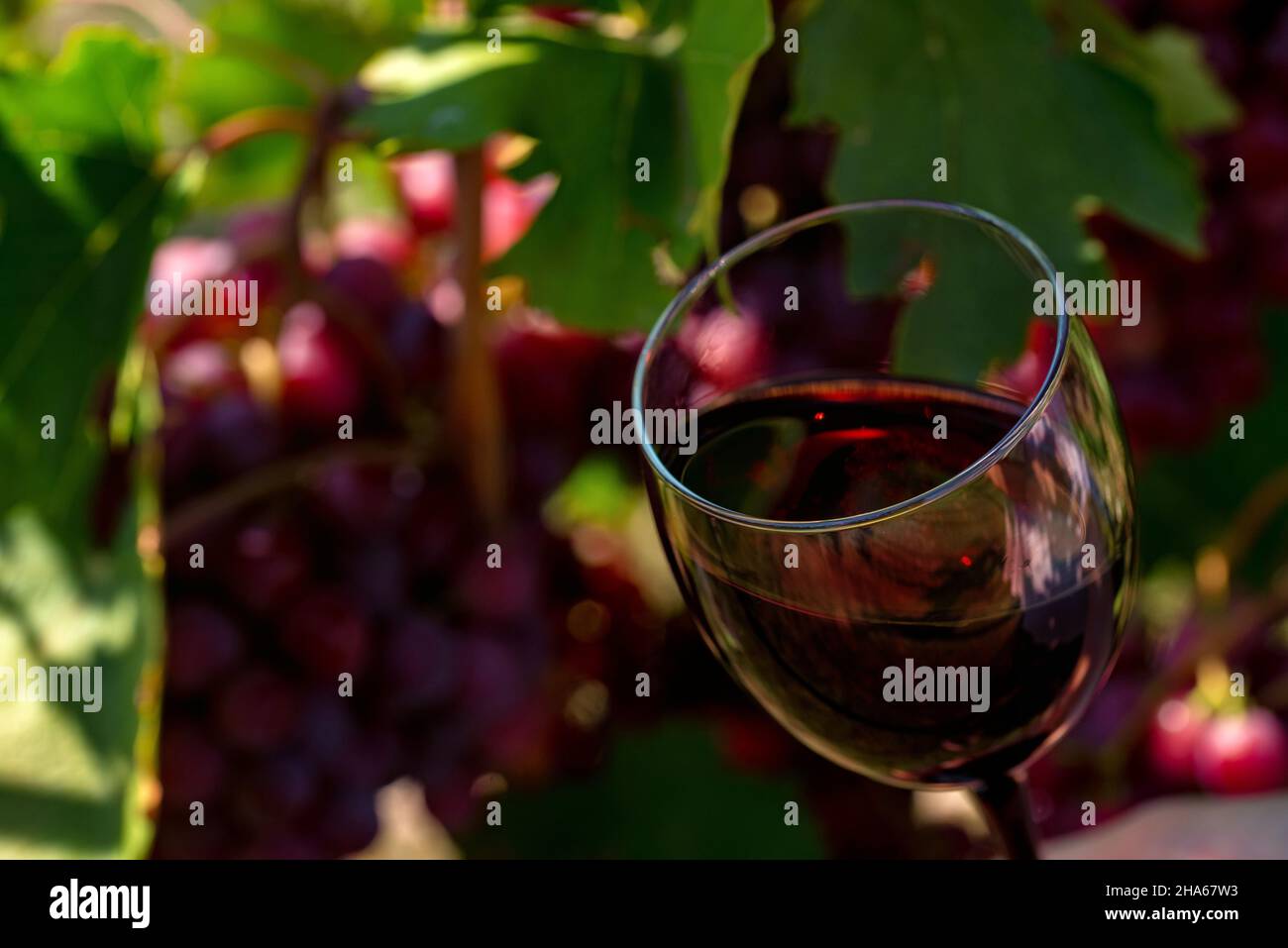 Wine production concept - glass of redwine next to ripe grapes on vine. Stock Photo