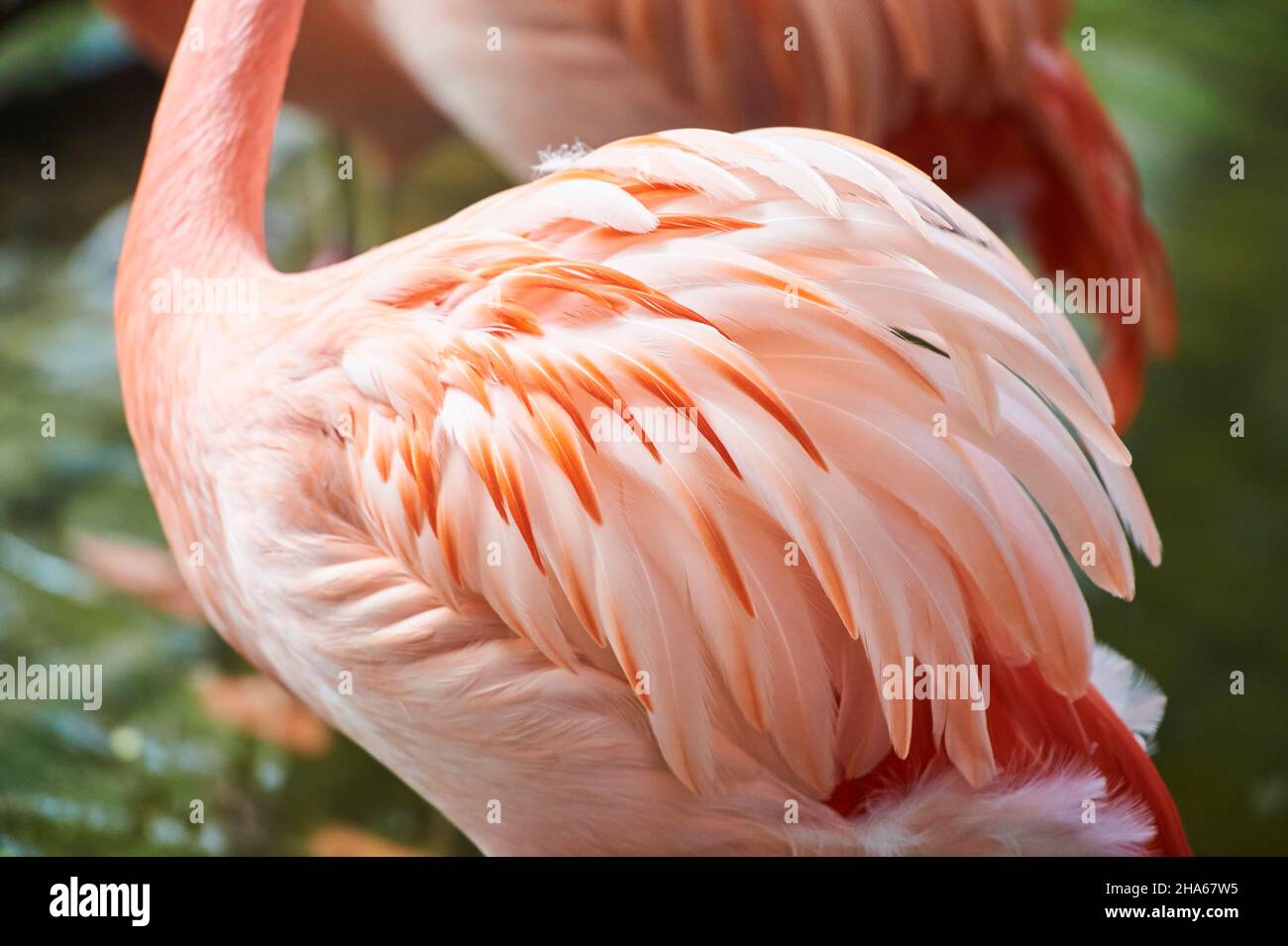 chileflamingo or chilean flamingo (phoenicopterus chilensis),plumage detail,occurrence in south america,captive,germany,europe Stock Photo