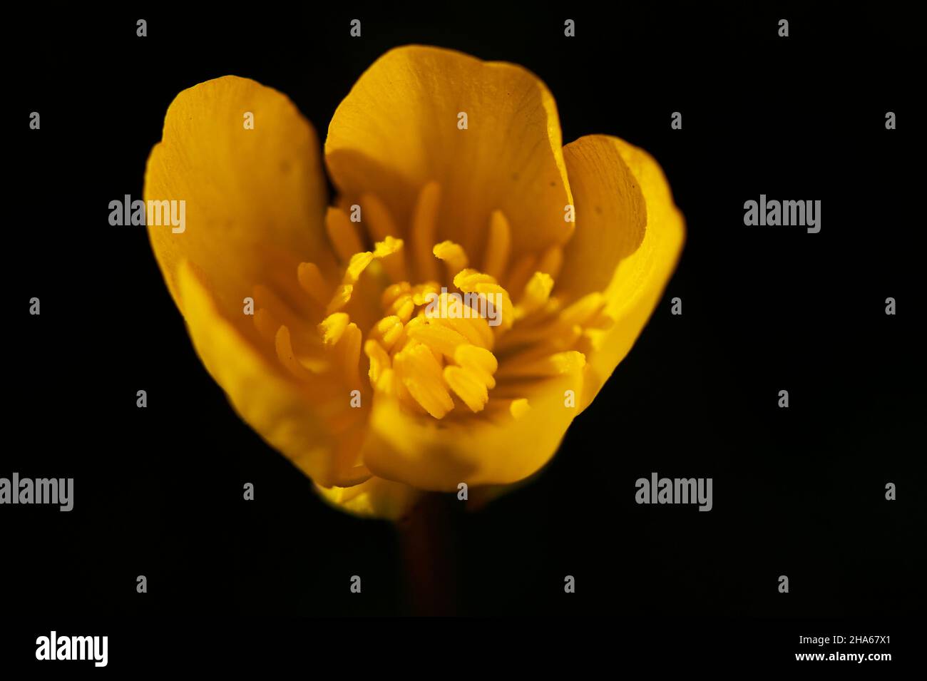 common buttercup (ranunculus arvensis),blooming,bavaria,germany Stock