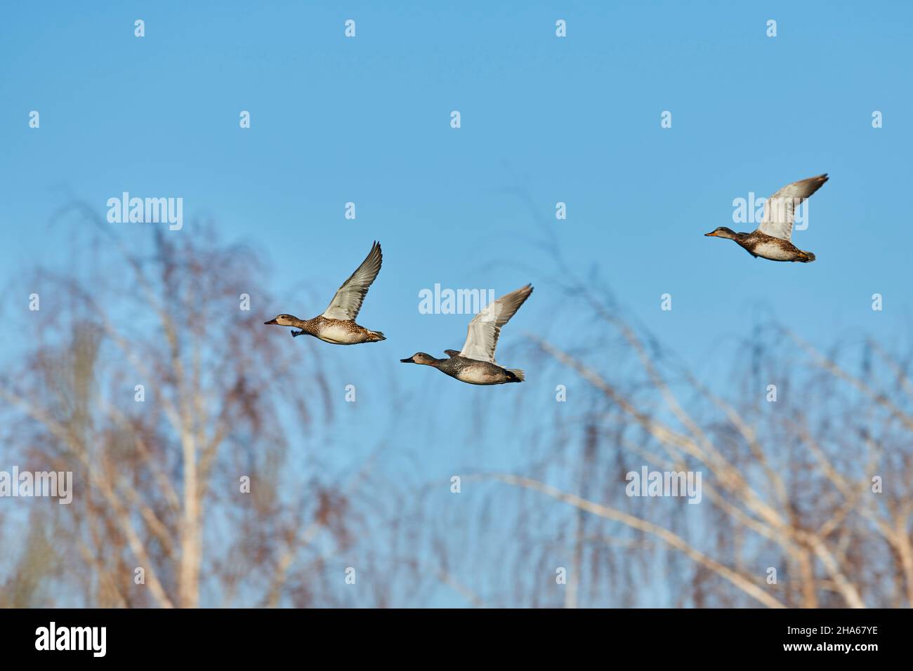 common teal or warrior (anas crecca),adult female birds in flight,bavaria,germany Stock Photo