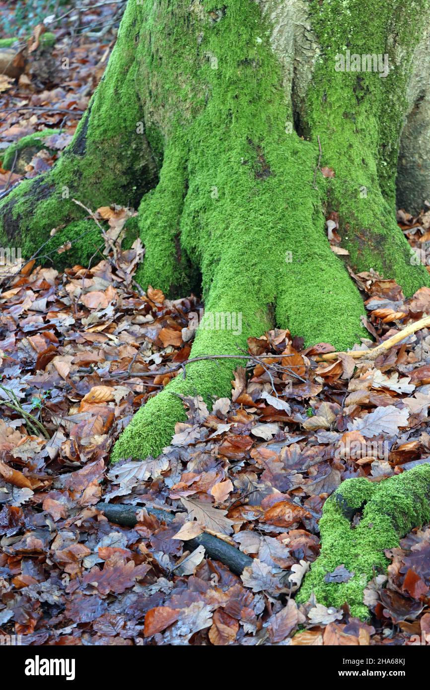 Moos, vermutlch Zypressen-Schlafmoos (Hypnum cupressiforme) wächst an Stamm und Wurzeln eiiner Eiche - cypress-leaved plaitmoss or hypnum moss Stock Photo