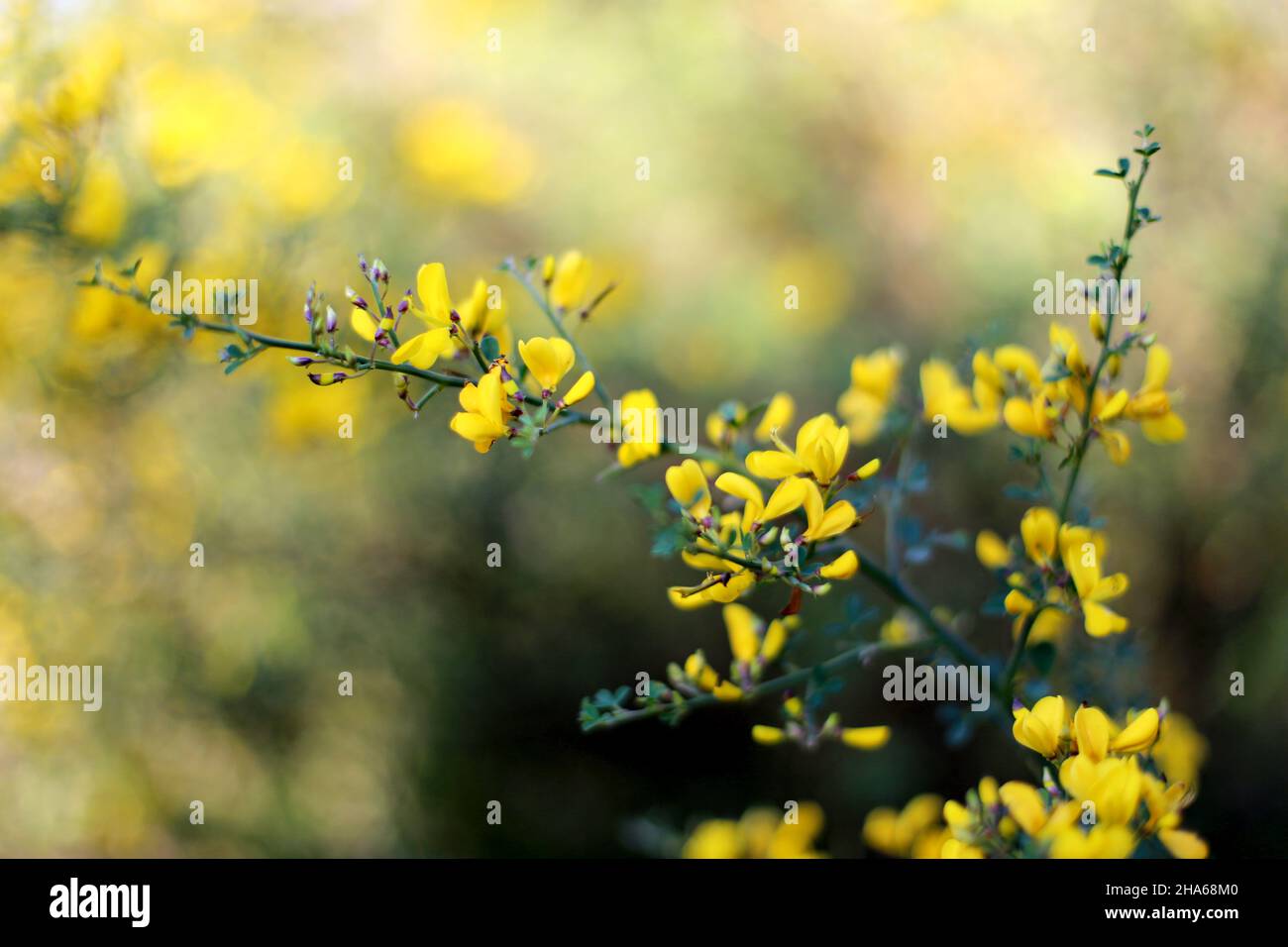 Closeup shot of beautiful yellow Baptisia tinctoria flowers growing in the garden Stock Photo