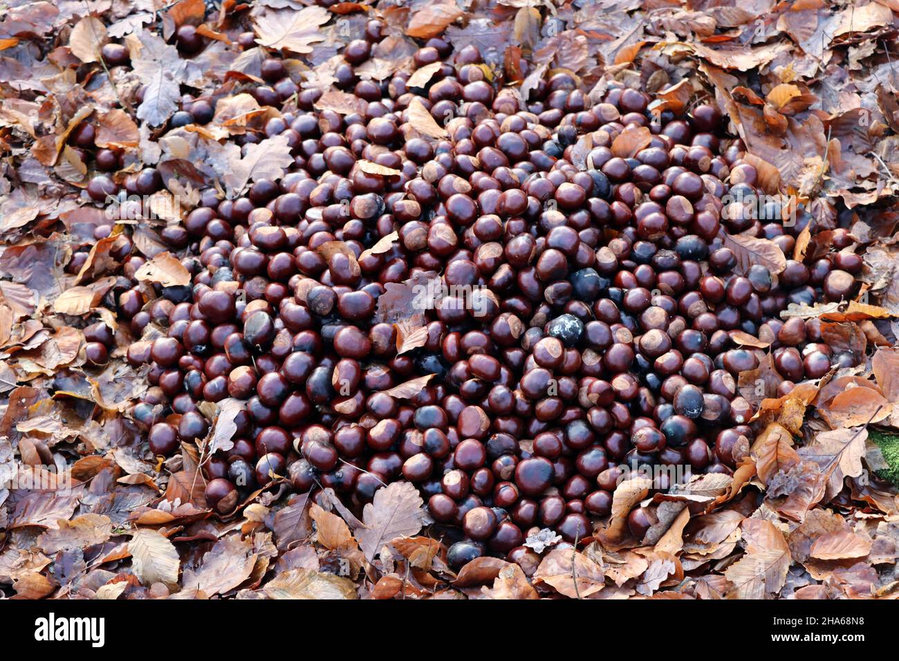 Haufen Rosskastanien im Wald zur Wildfütterung Stock Photo
