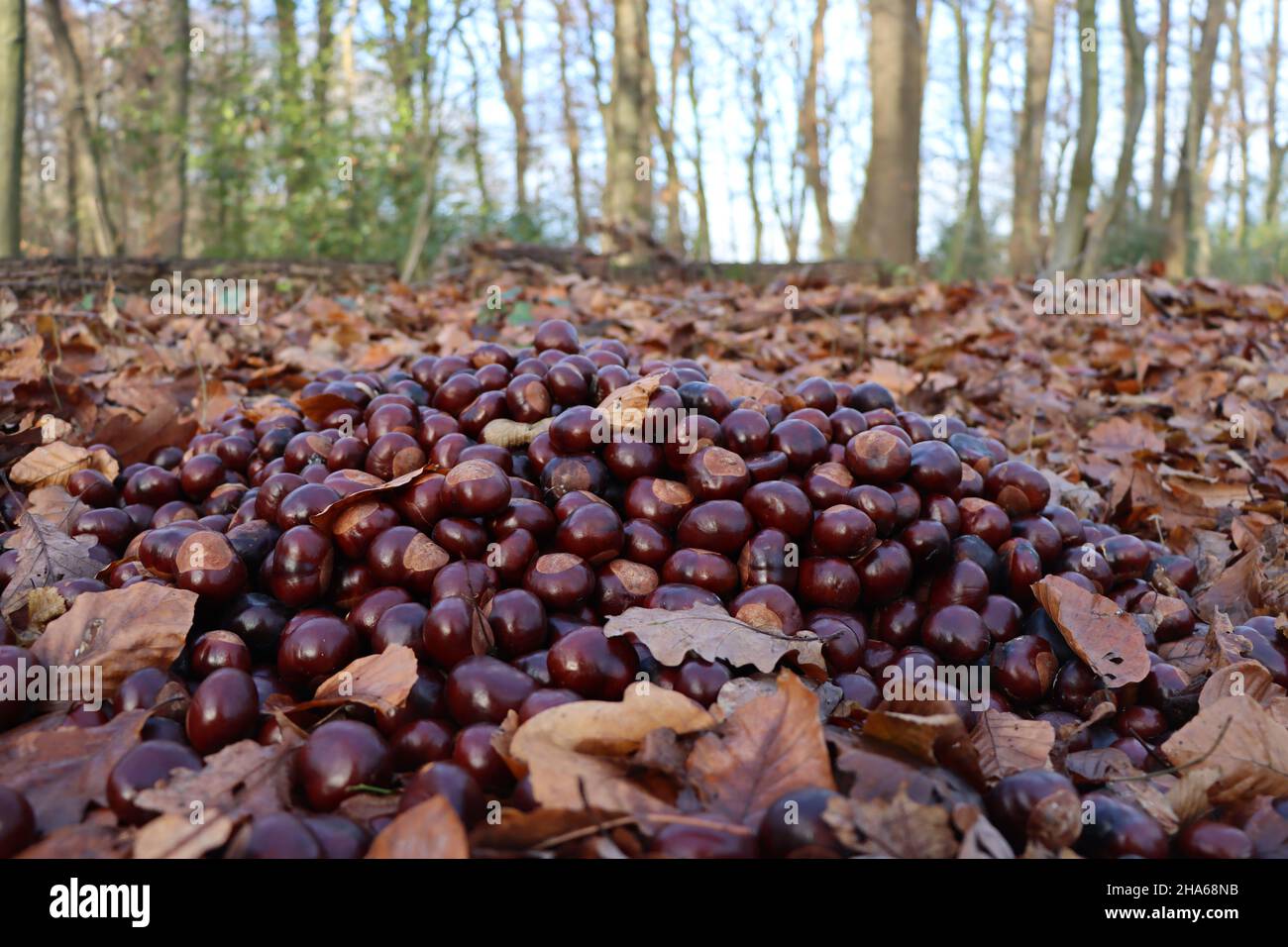 Haufen Rosskastanien im Wald zur Wildfütterung Stock Photo