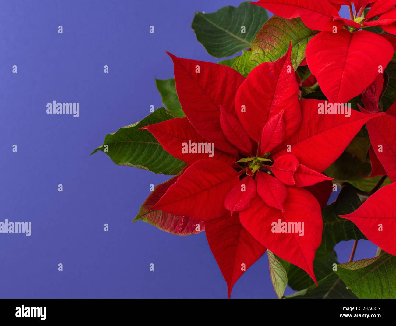 Poinsettas For Christmas 2022 Beautiful Christmas Flower Poinsettia Close-Up On The Trend Color Of 2022  Very Peri Stock Photo - Alamy