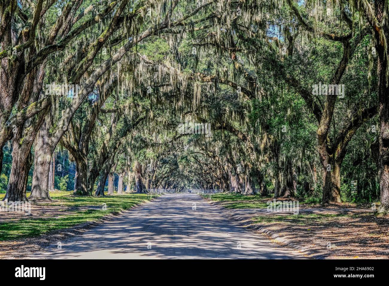 Spanish Moss Draped Oaks Stock Photo Alamy