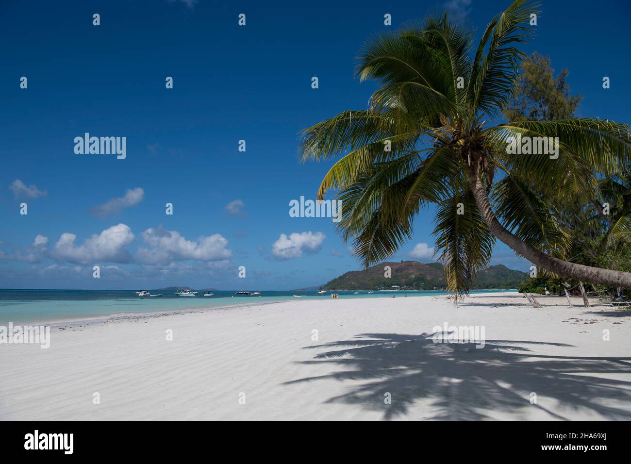 Palm tree Cote D'Or Beach Anse Volbert  Praslin Seychelles 1 Stock Photo