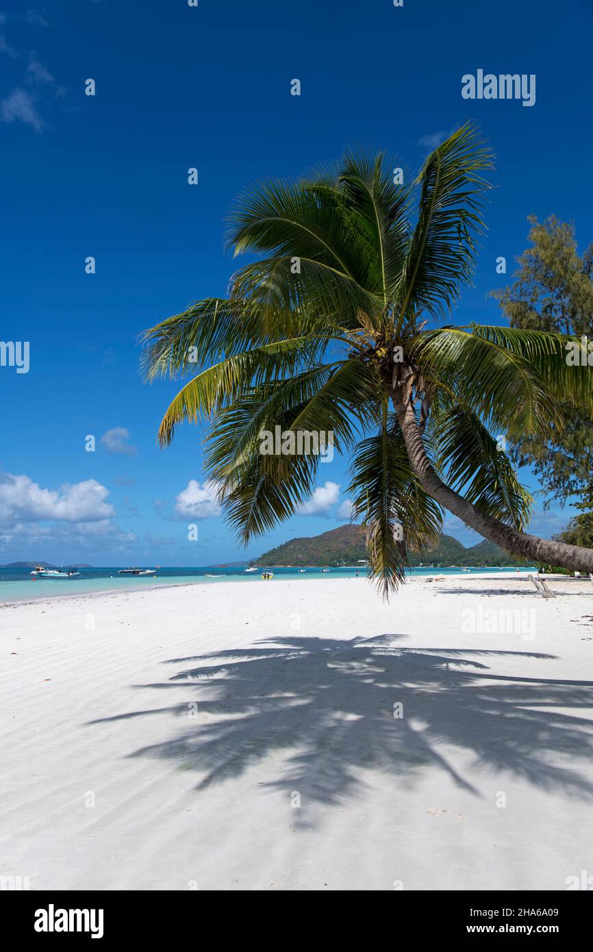 Palm tree Cote D'Or Beach Anse Volbert  Praslin Seychelles Stock Photo