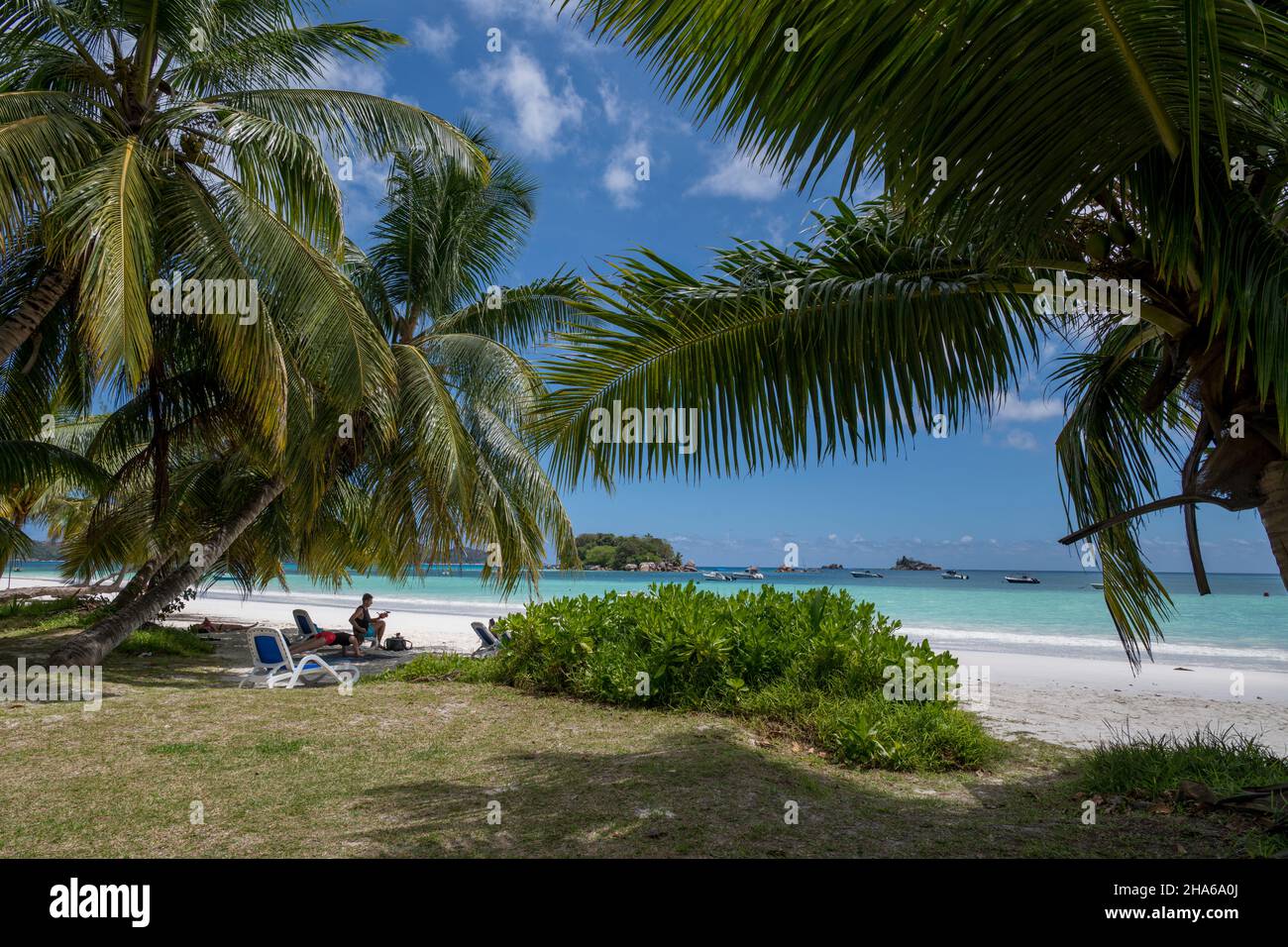 Palm trees Cote D'Or Beach Anse Volbert Praslin Seychelles Stock Photo